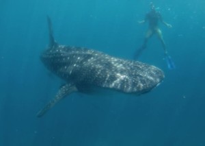 snorkeling with whale shark