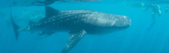Oslob Whale Sharks, The Philippines