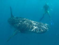 Oslob Whale Sharks and Snorkeler