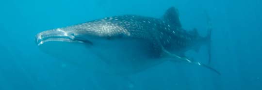 Whale Shark Feeding, Oslob, The Philippines