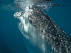 Whale Shark Feeding, Oslob, The Philippines