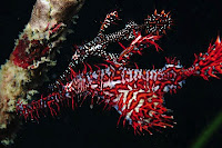 flamboyant ghost pipe fish