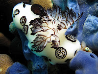 Nudibranch
