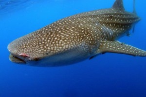 whale shark