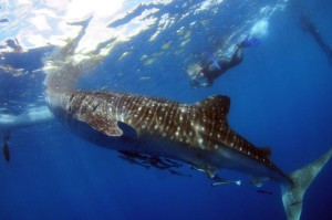 snorkeling with whale sharks