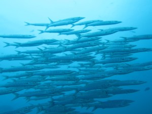 barracuda
