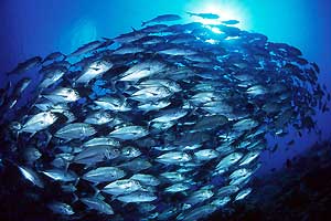 Schooling Jacks