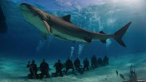 Scuba Diving with Sharks | Project AWARE Finathon with Instructor Development Philippines