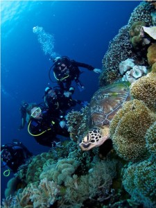 Scuba Phlippines