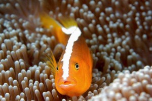 divemaster internship philippiines