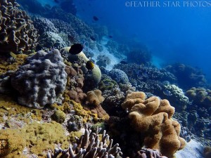 Apo Island Coral Reef