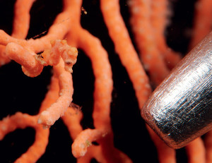 Pygmy Seahorse Stick